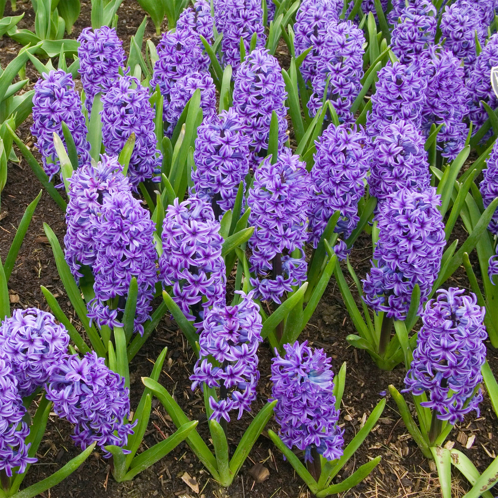 Bakker Bulbes à fleurs Jacinthe Blue Jacket sachet 3 bulbes bleus