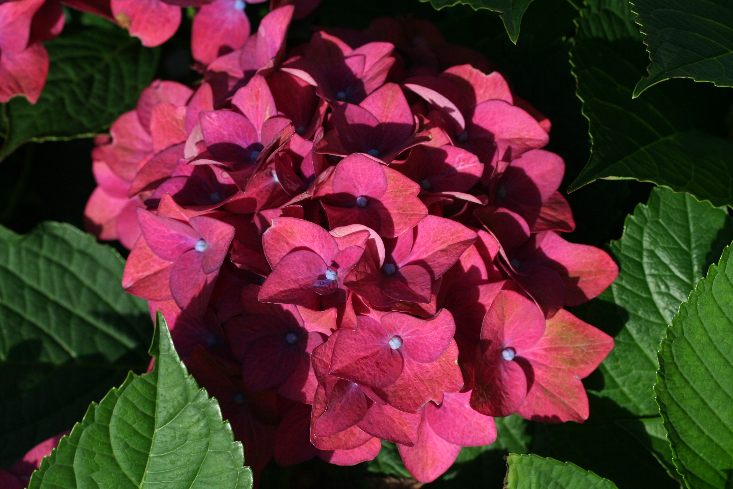Les Hortensias du Haut Bois Green Shadow hortensia boule