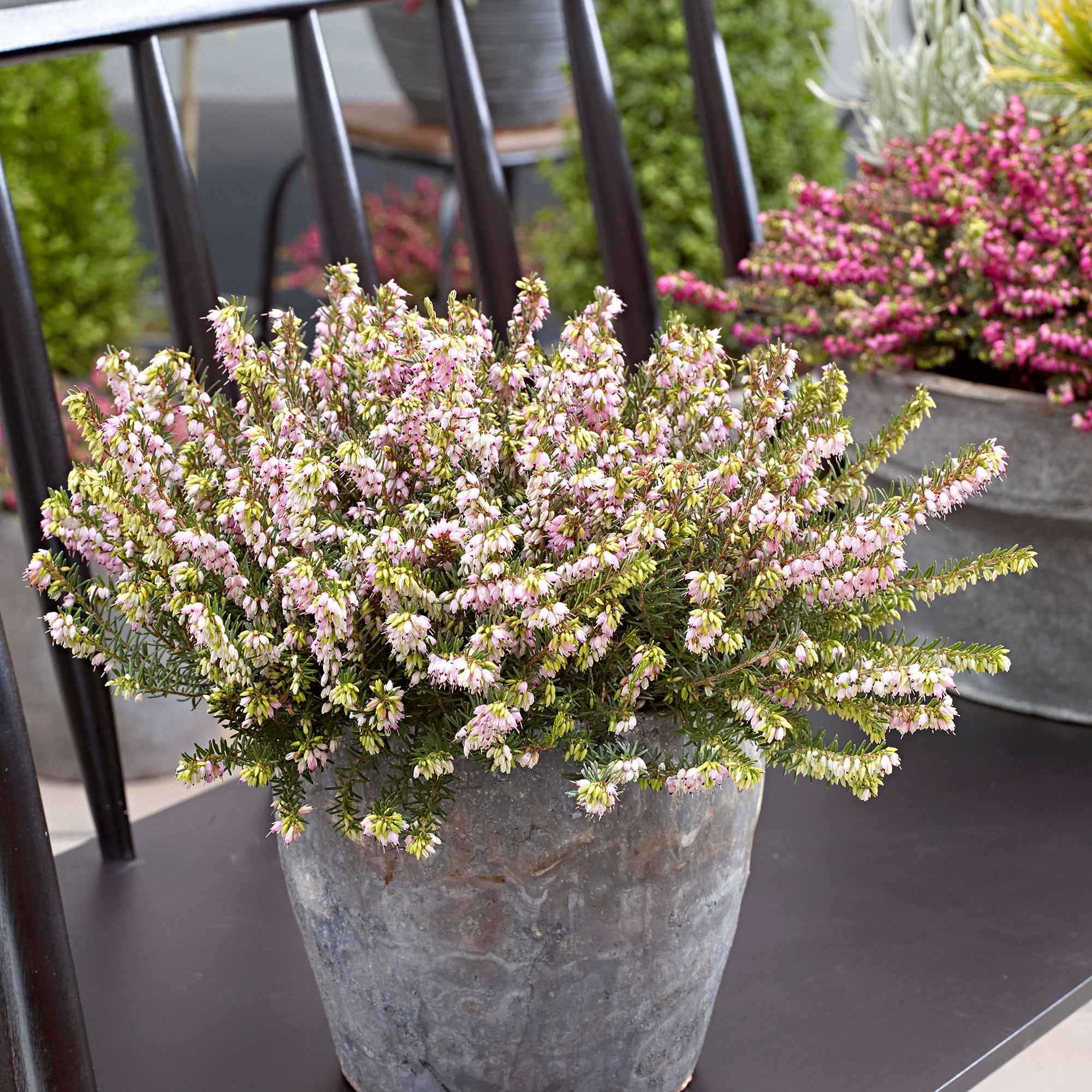 Bakker Bruyère Darley Dale hiver pot 8cm rose
