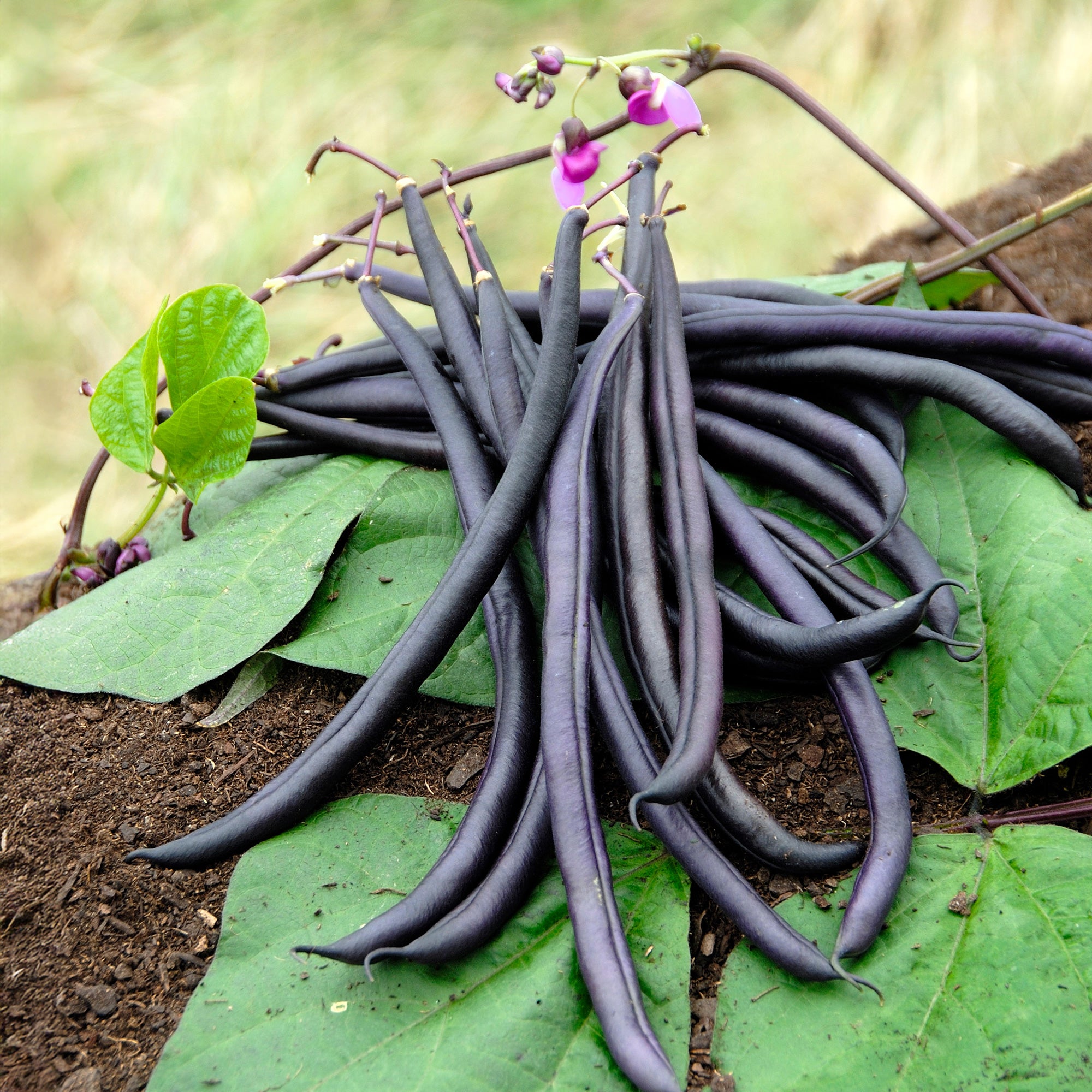 Bakker Haricot mangetout Purple Queen sachet 100g violet