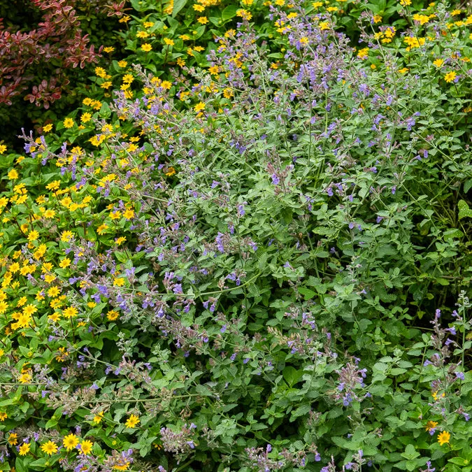 Bakker Nepeta mussinii vivace pot 9cm violet