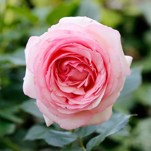 Bakker Rosier Her's Ausgreen rosier anglais rose motte 3 branches