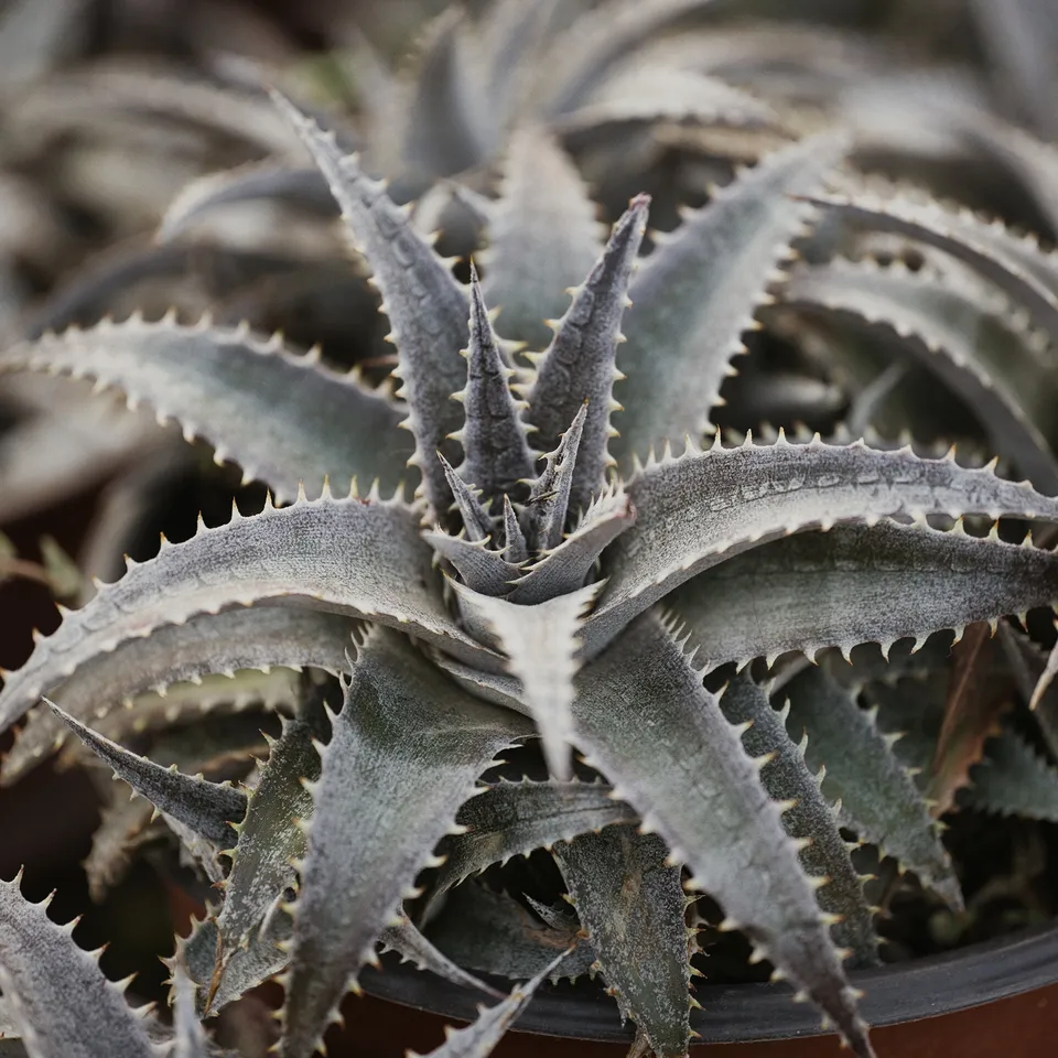 Bakker Vivaces Dyckia Grand Marnier plante grasse pot Ø 9cm orange