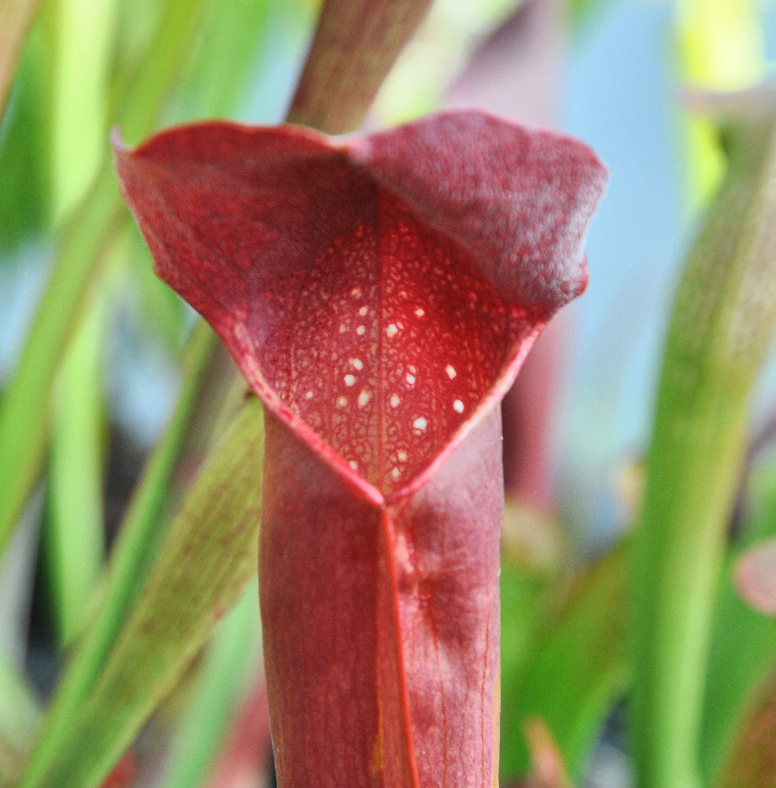 Carniflore Sarracenia willisii x minor plante adulte 1 pied