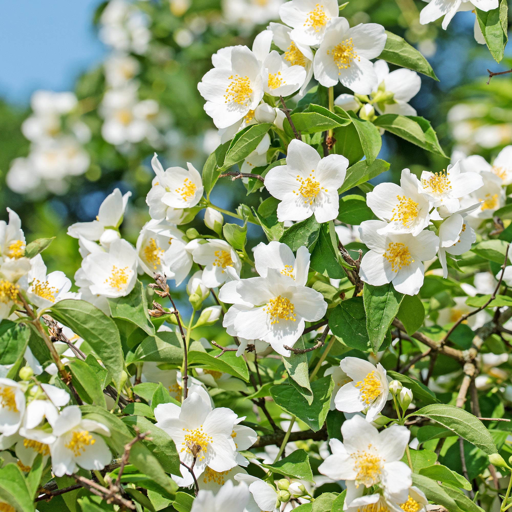 Bakker Arbustes Seringat des jardins pot 4,5L parfumé