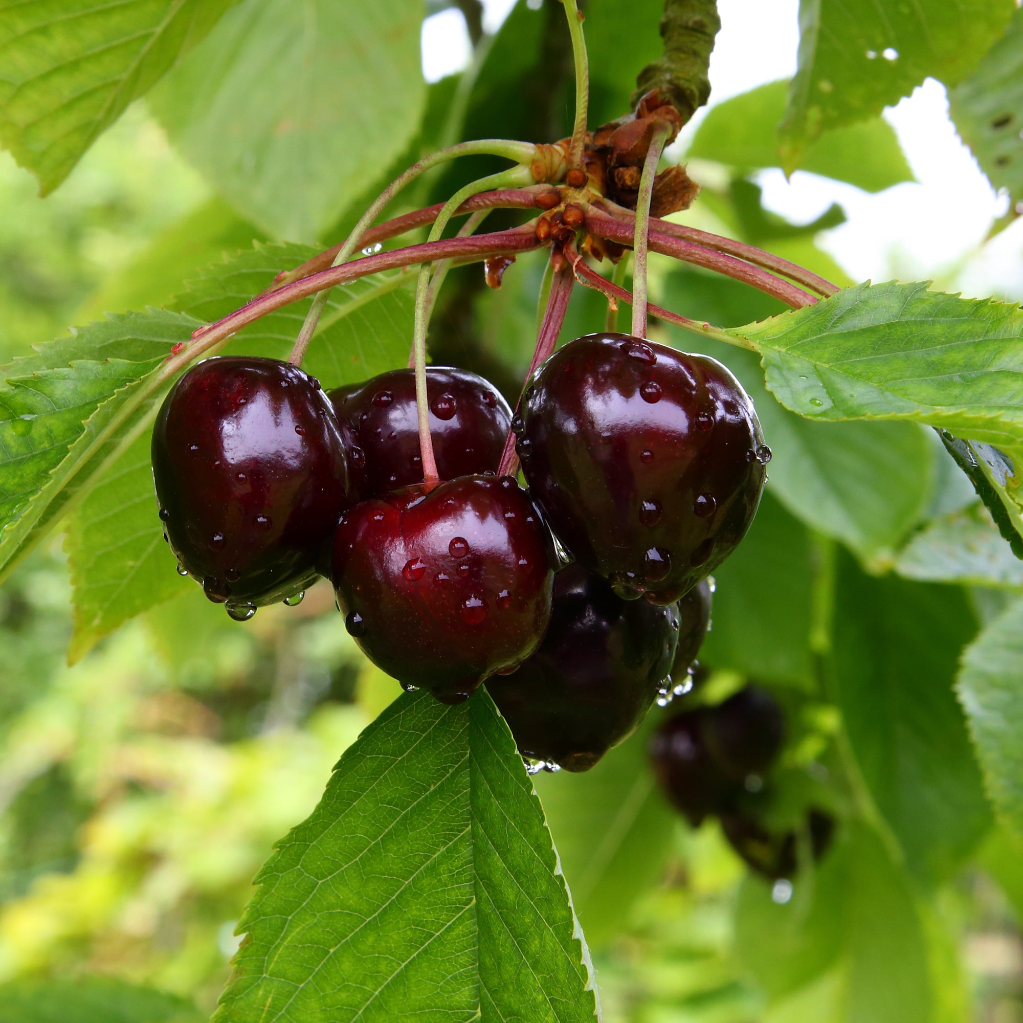 Bakker Cerisier Bigarreau Noire fruitier pot 5L cerise noire