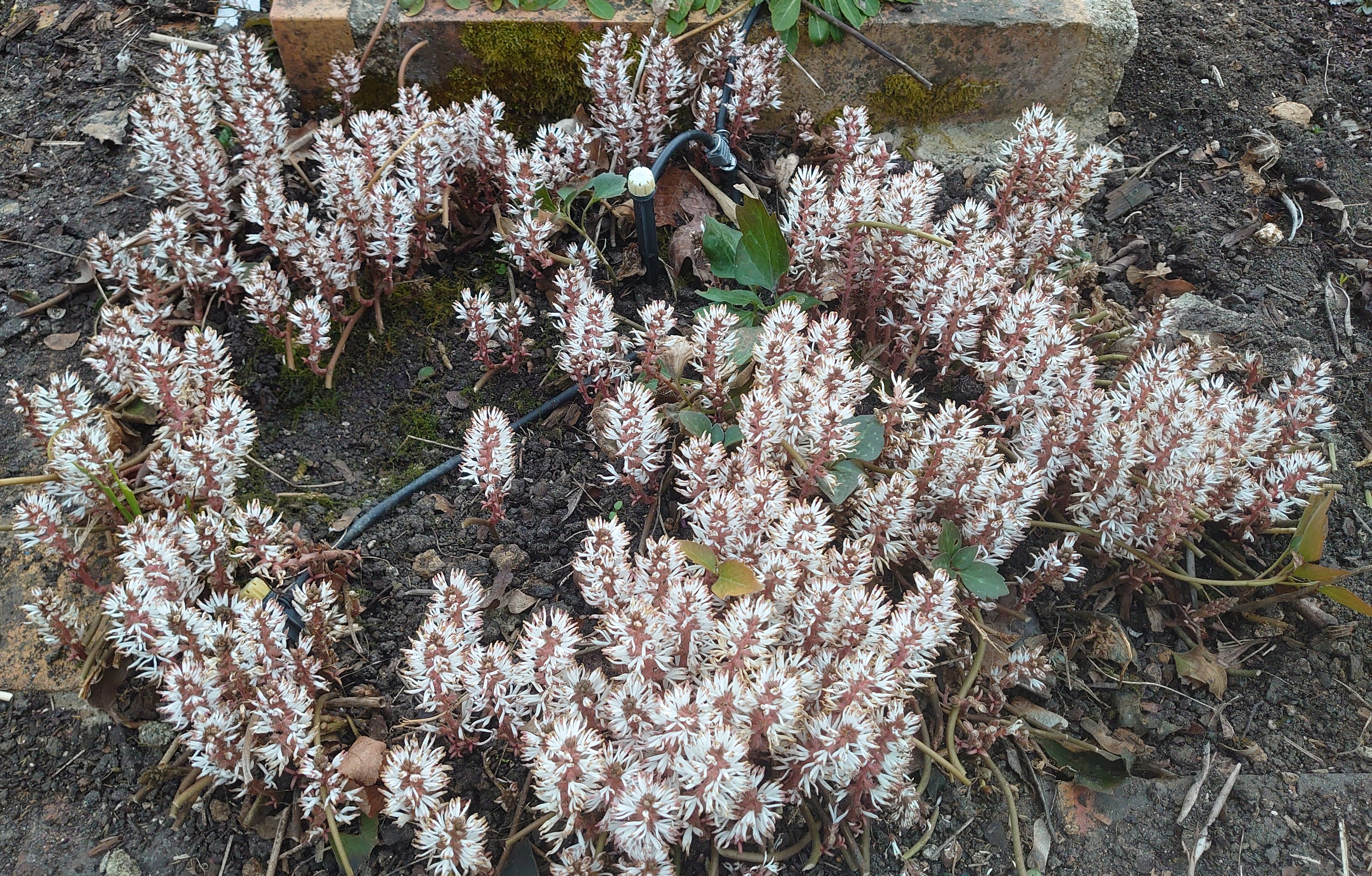 Passion Vivaces PACHYSANDRA procumbens Angola couvre-sol godet blanc