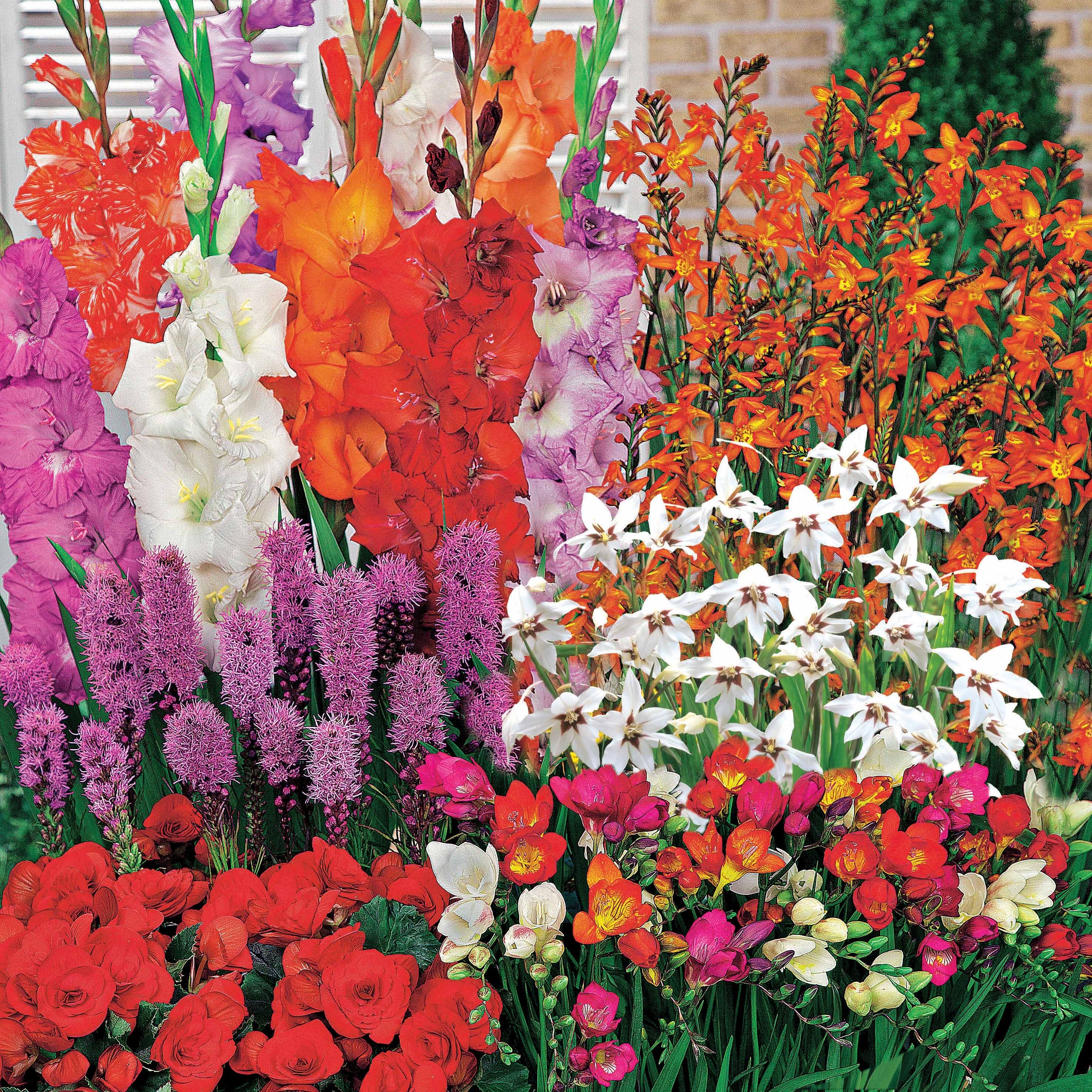 Bakker Bulbes à fleurs mélange 50 bulbes été 1,5 m²