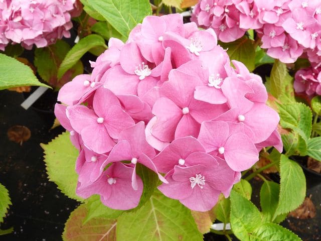 Hydrangea macrophylla R.F Felton hortensia rondes rose godet