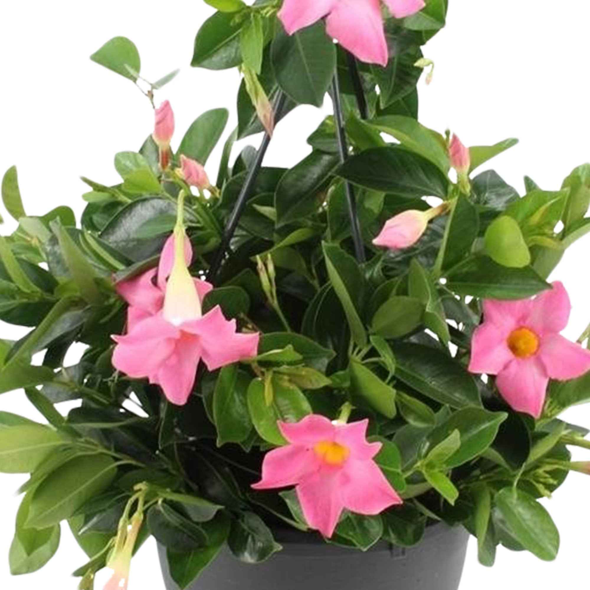 Bakker Dipladénia rose Mandevilla pot Ø10.5cm grimpante
