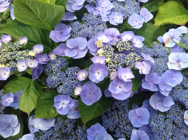 Les Hortensias du Haut Bois Atmosphère hortensia fleurs plates