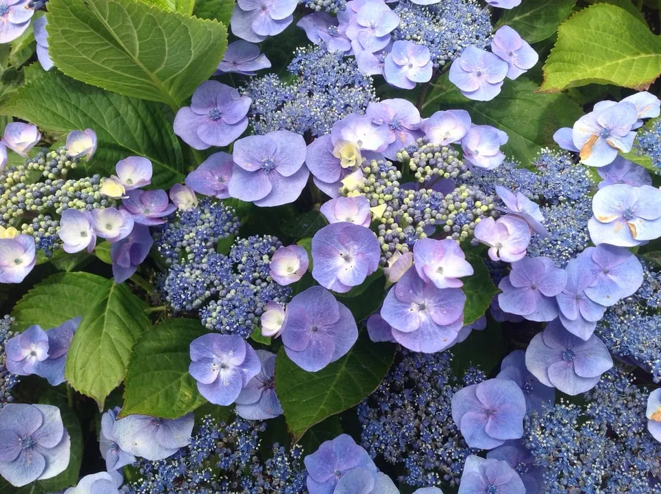 Les Hortensias du Haut Bois Atmosphère hortensia fleurs plates