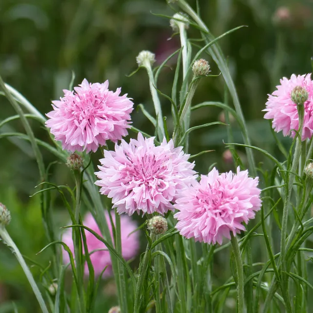 Bakker Centaurée barbeau Pinkie graines de fleurs roses 2g