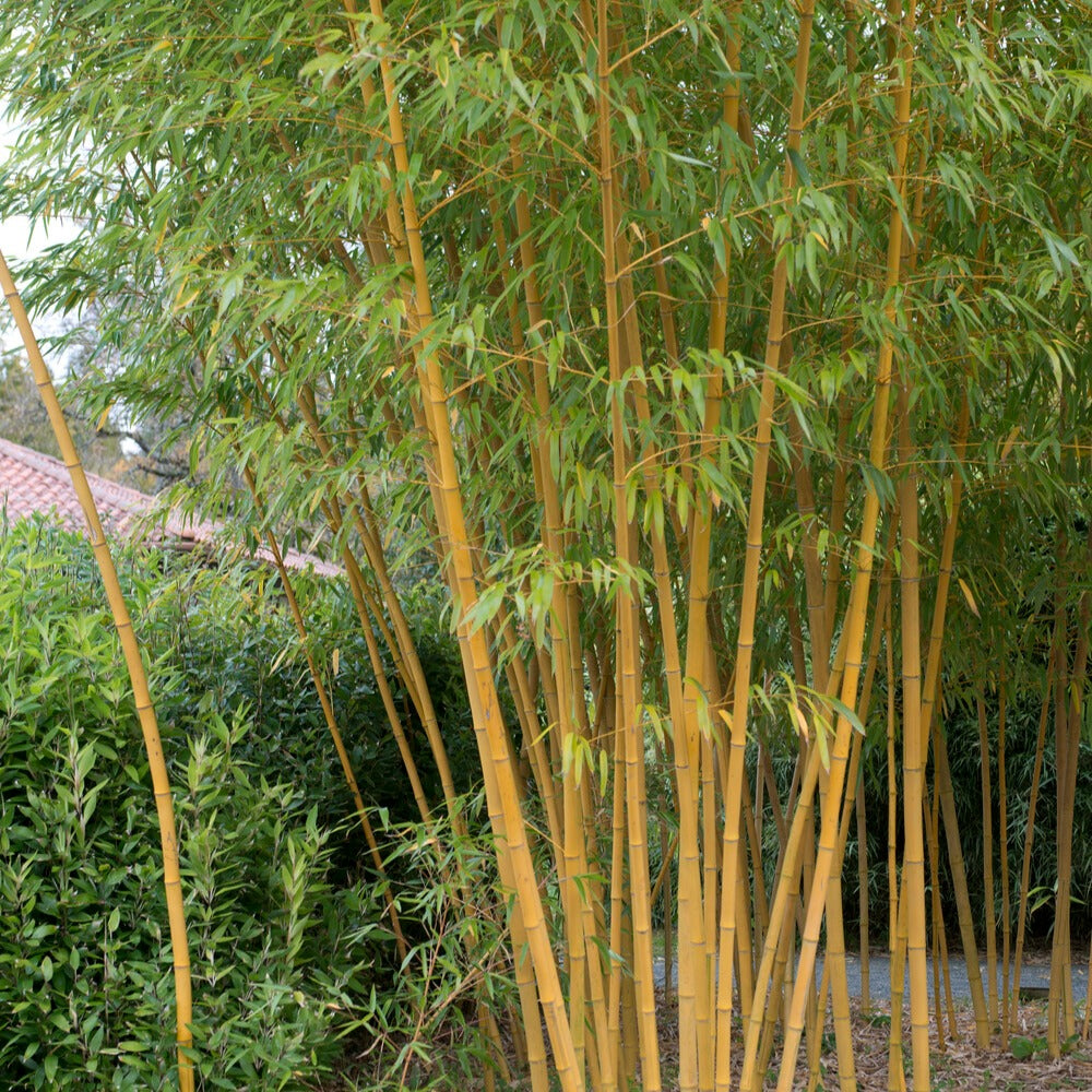 Bakker Bambou jaune traçant pot 2L 40-50cm