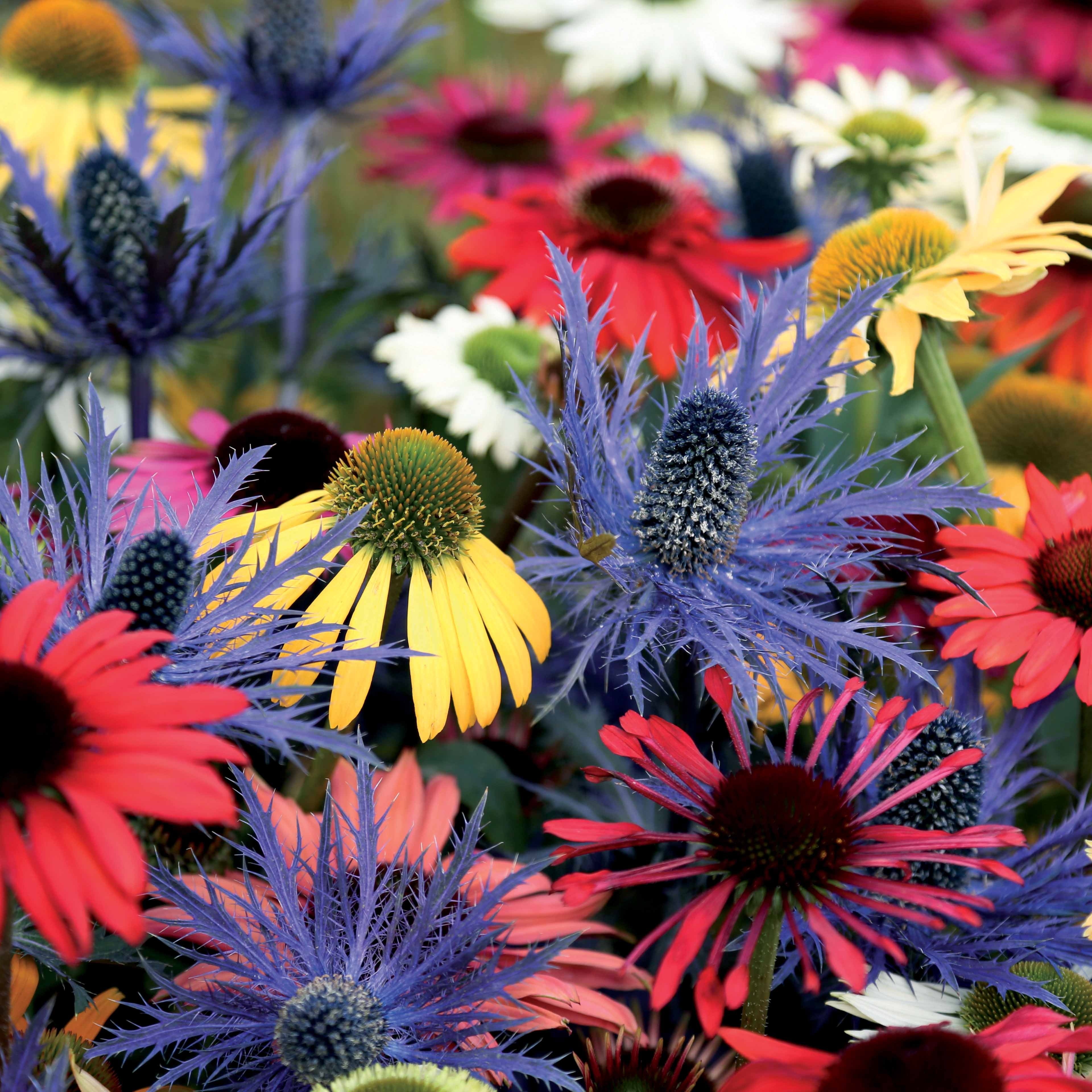 Bakker Rudbeckias Chardon bleu vivaces 3 racines nues mélange