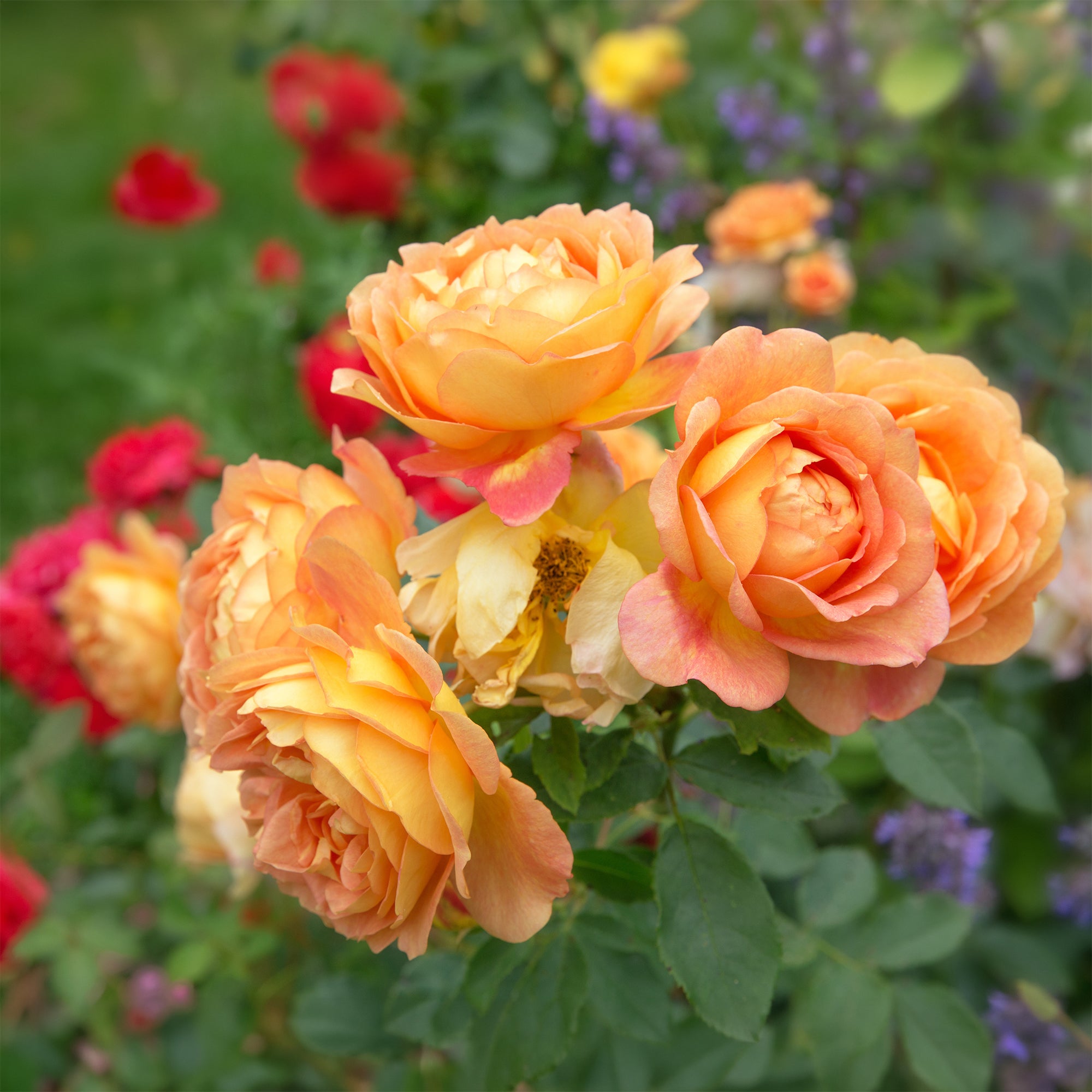 Bakker Rosier Lady of Shalott pot 4L 15-40cm orange