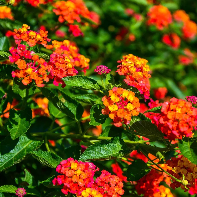Bakker Lantana Passionfruit fleur terrasse 3 pots multicolore