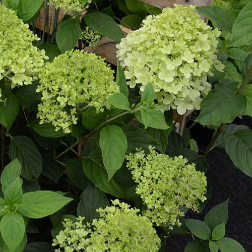 Bakker Hortensia paniculé Ruby Angels Blush arbuste pot 3L