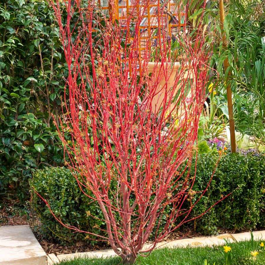 Bakker Érable du Japon Sango-kaku arbre pot Ø19cm