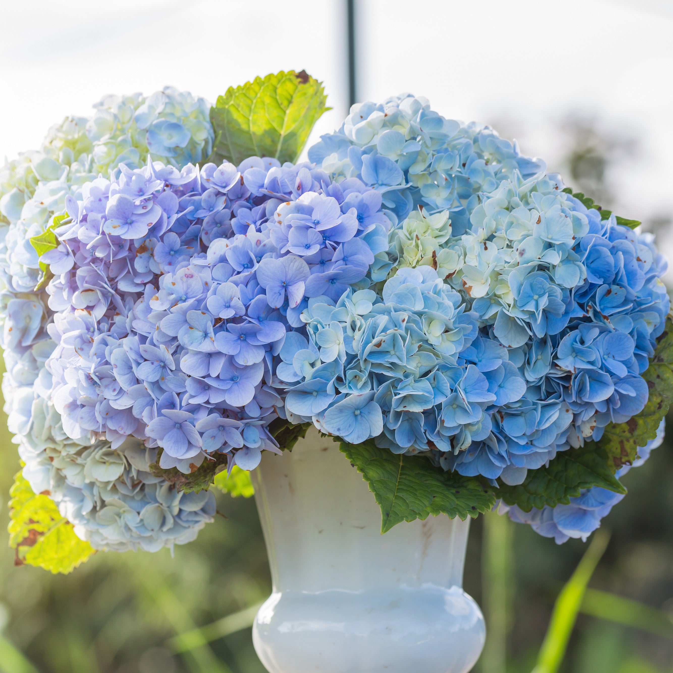 Bakker Hortensia bleu arbuste pot 1.3L 15-20cm