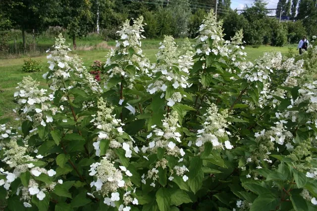 Les Hortensias du Haut Bois Everest hortensia paniculata godet