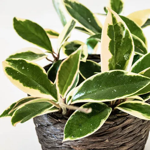 Bakker Hoya carnosa Krimson Queen plante de cire pot 12cm