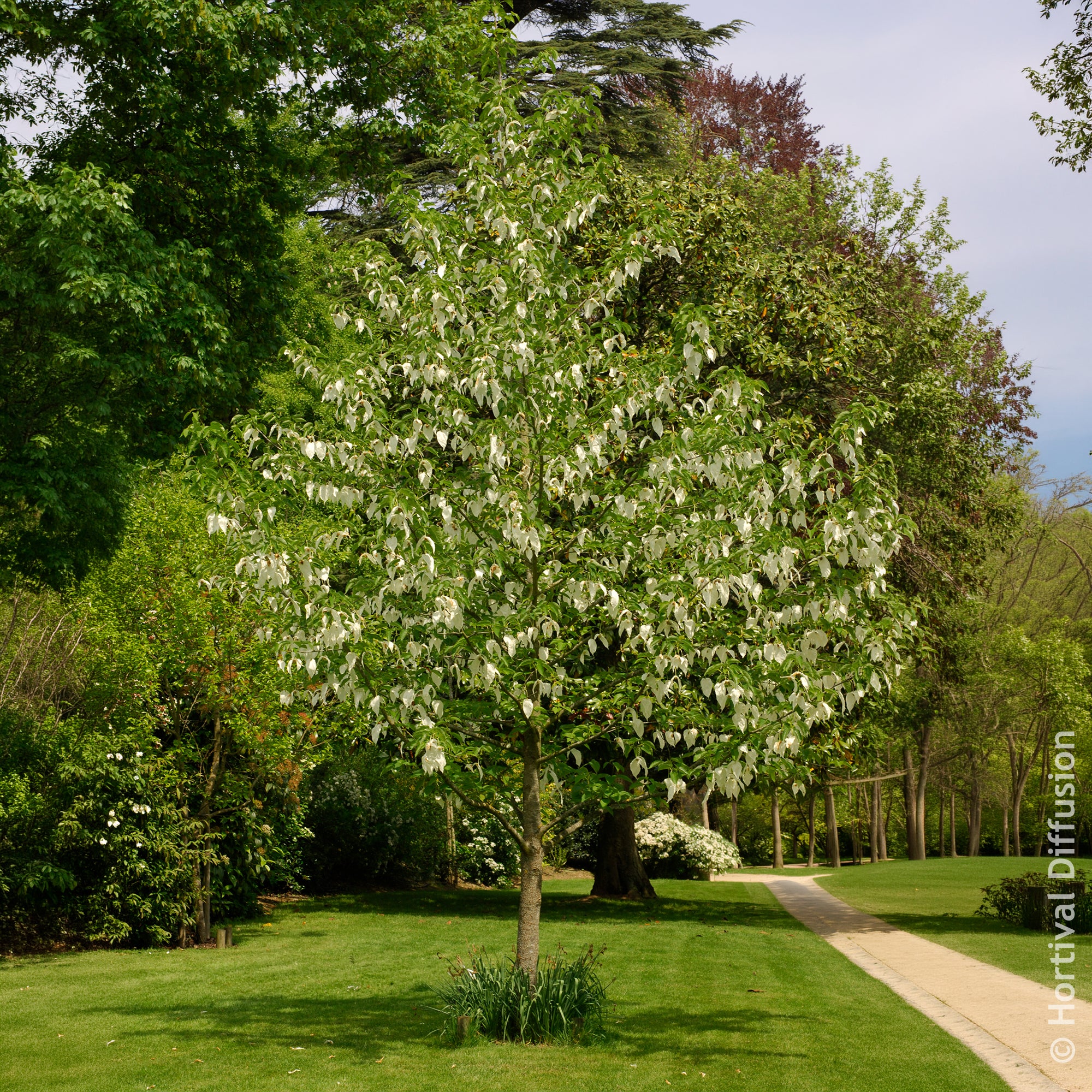 Bakker Arbre aux mouchoirs Davidia pot 1L fleurs blanches