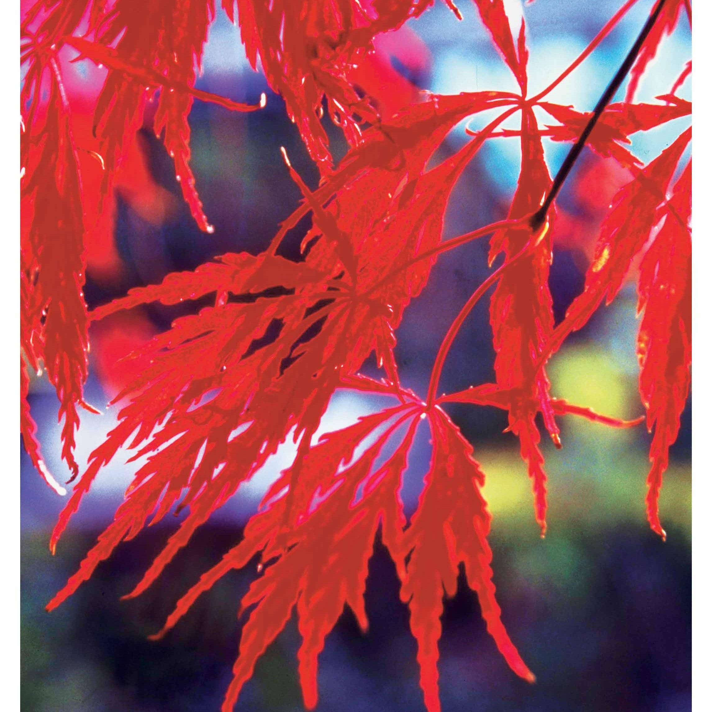 Bakker Collection 3 arbustes jardin japonais pot 1.5-2L persistants