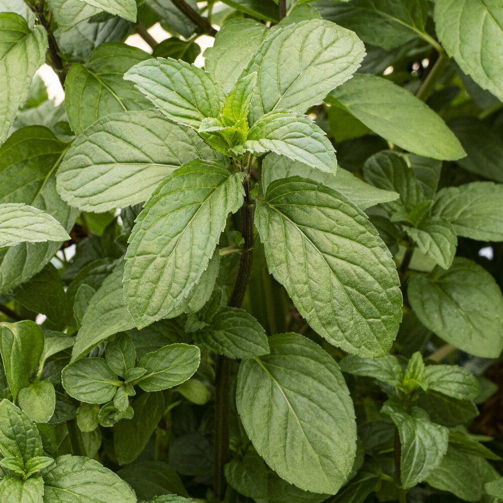 Bakker Menthe chocolat plante aromatique pot 9cm parfum cacao
