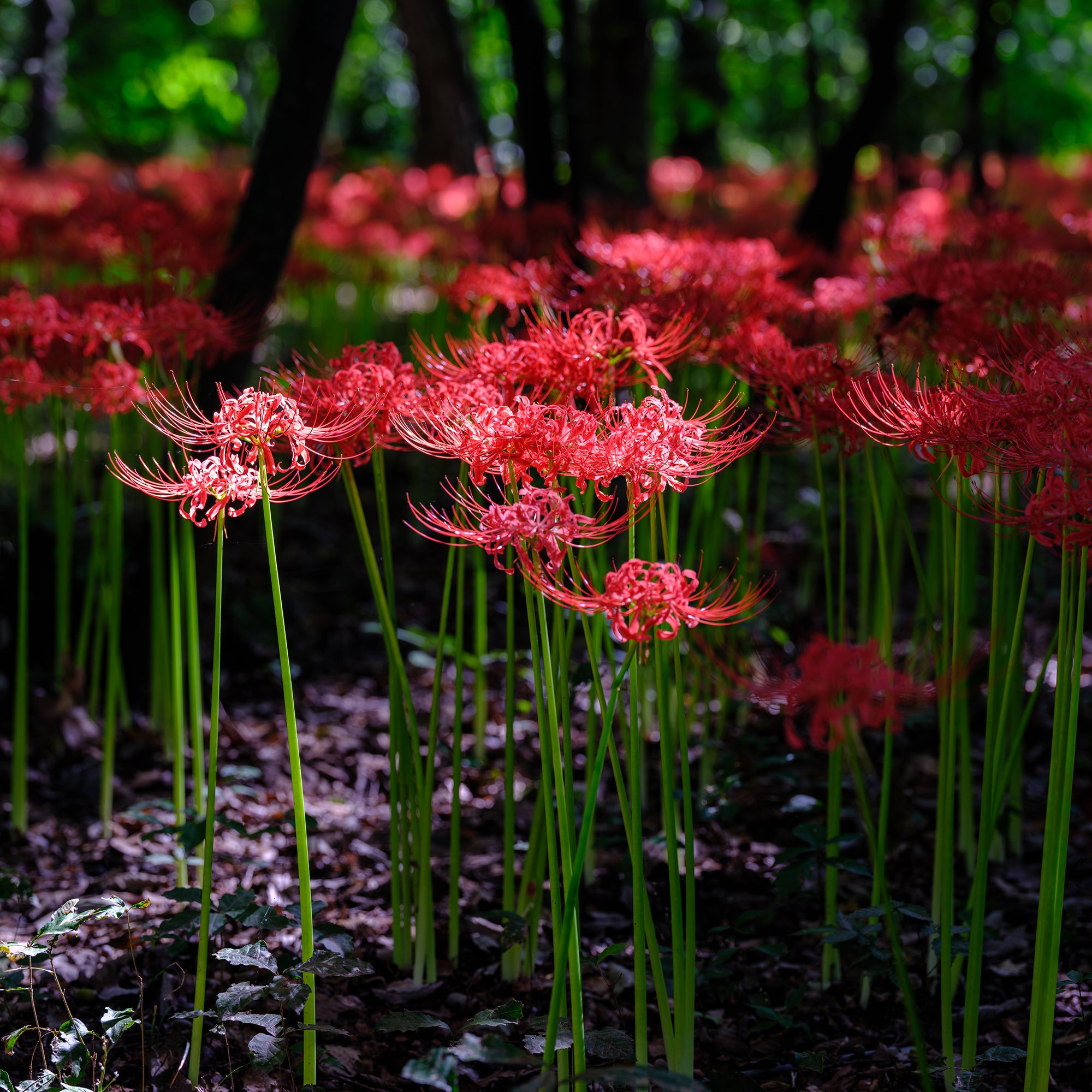 Bakker Lis araignée rouge bulbes sachet 3 floraison automne
