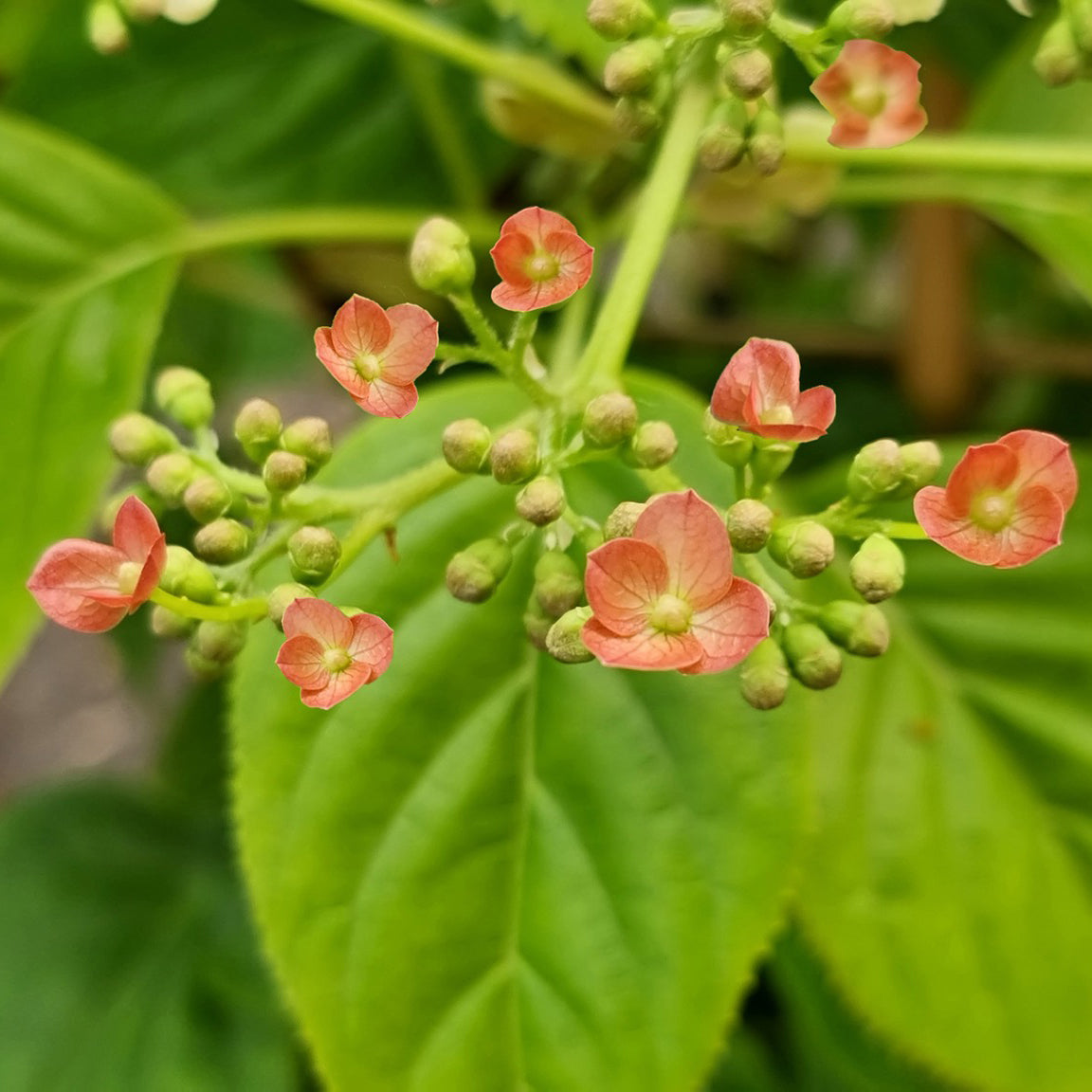Bakker Hortensia Crug Coral grimpant pot 1,5L blanc crème