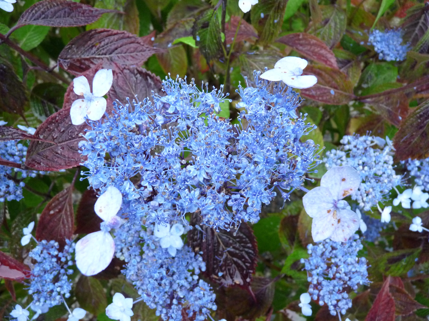 Les Hortensias du Haut Bois Woodlander hortensia serrata godet