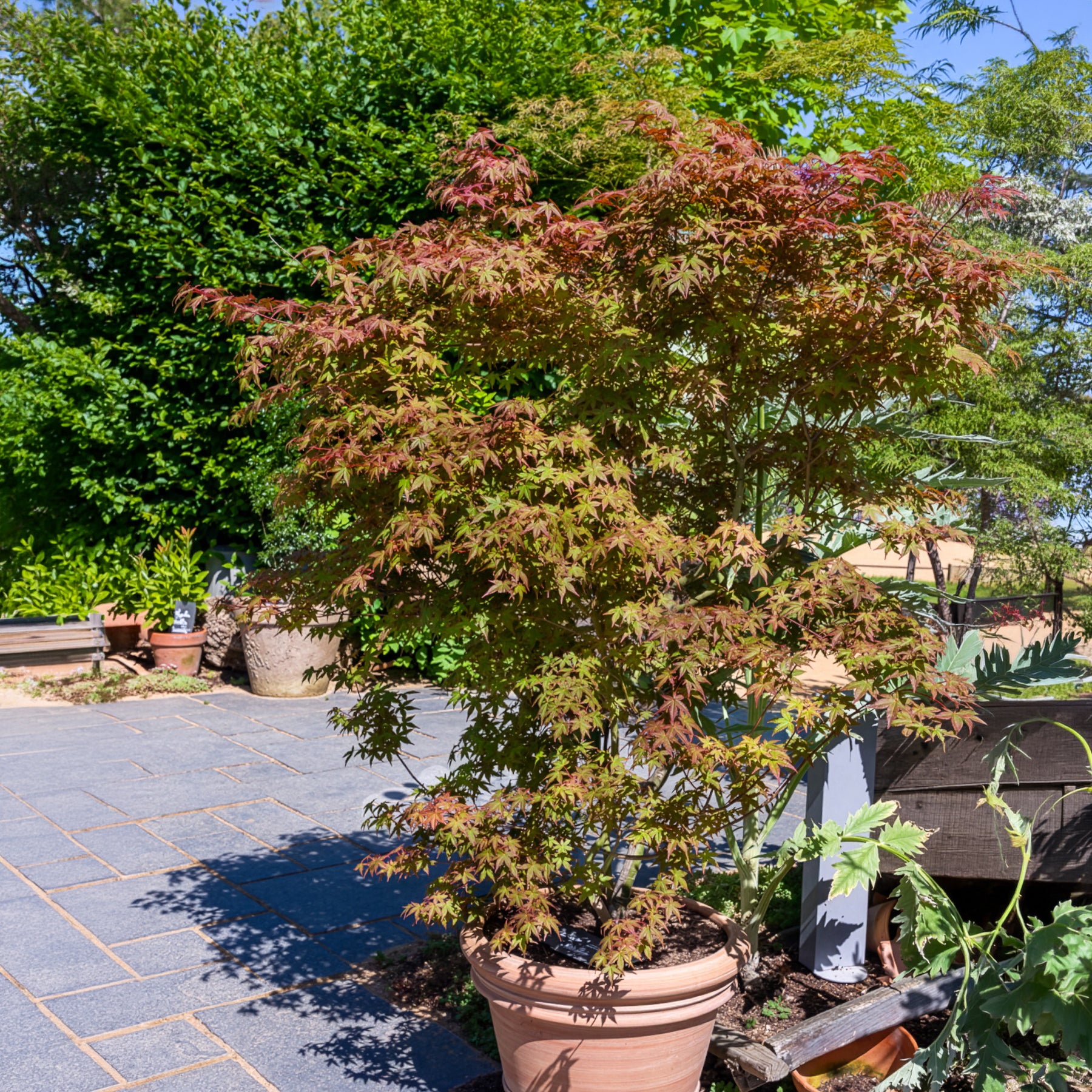Bakker Érable Deshojo Acer palmatum rouge pot Ø 9cm