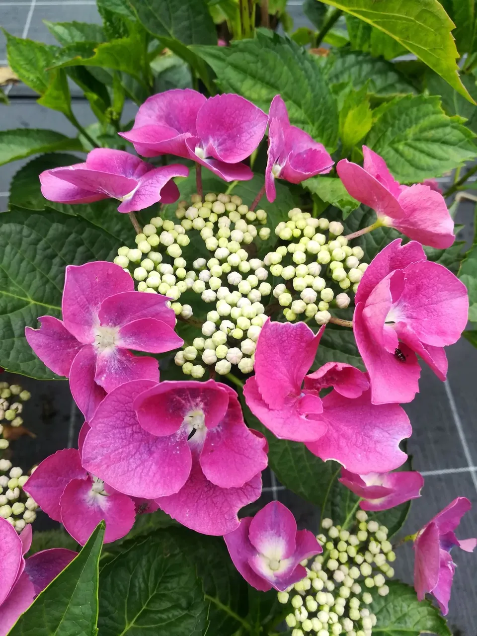 Buntspecht Hydrangea macrophylla hortensia fleurs plates