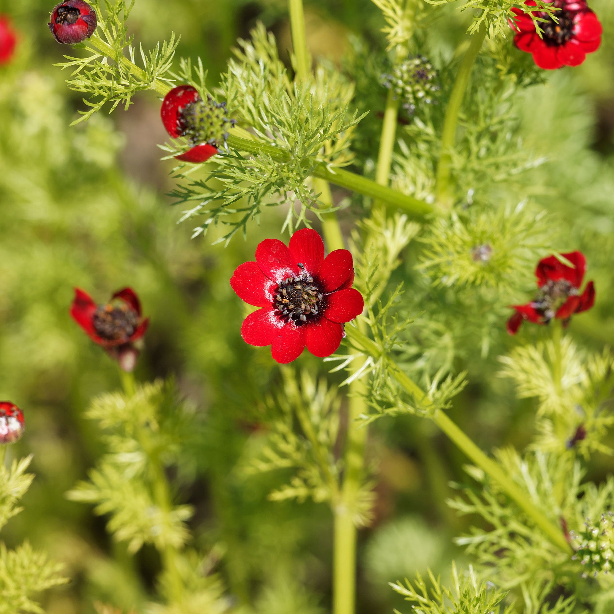 Bakker Deep Red graines adonis d'été rouge 2 g