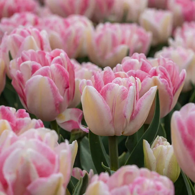 Bakker Tulipe Foxtrot pivoine rose 10 bulbes 11 cm+