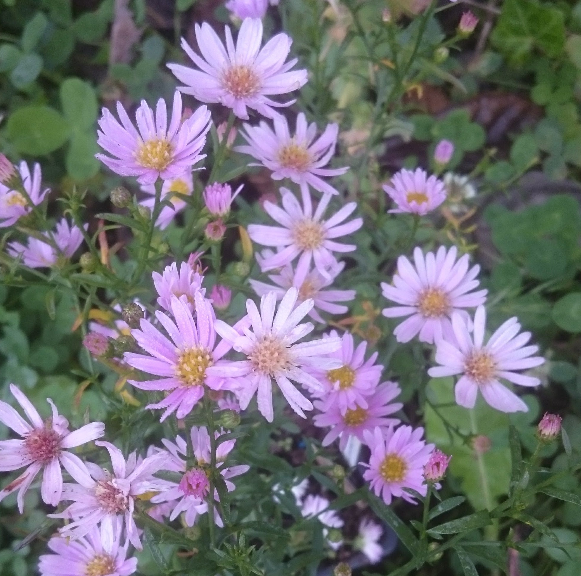 Aster ericoides Henriette plante vivace godet fleurs rose bonbon