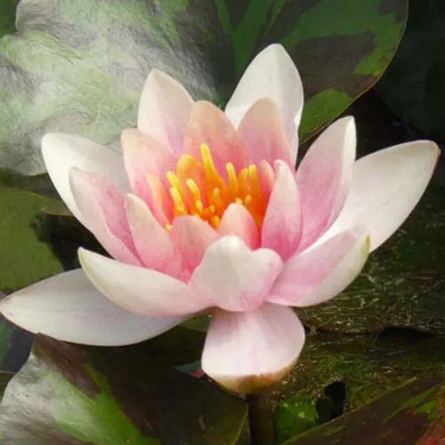 Bakker Nénuphar Aurora pot Ø 11cm plante de bassin