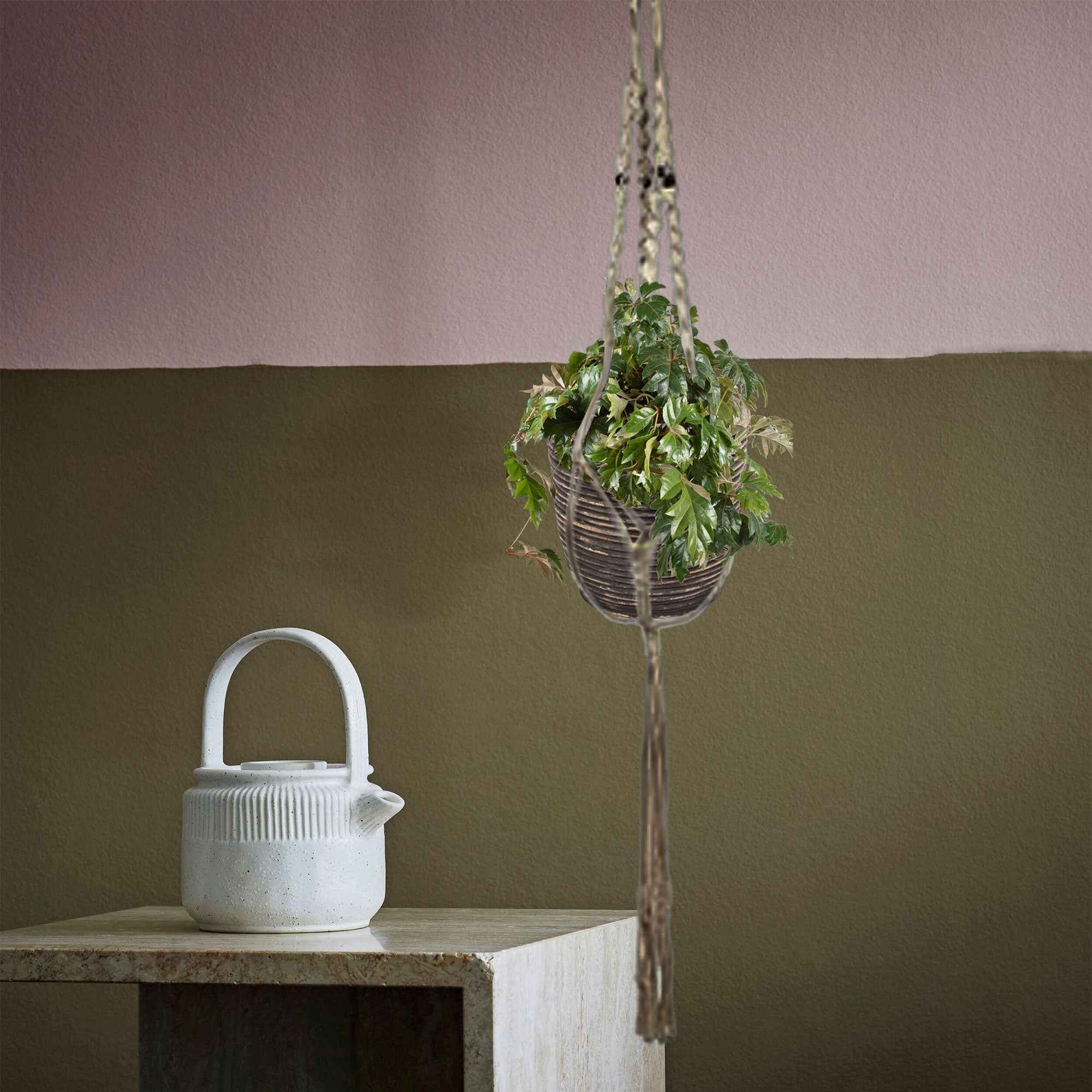 Bakker Cissus Ellen Danica plante suspendue pot 17 cm