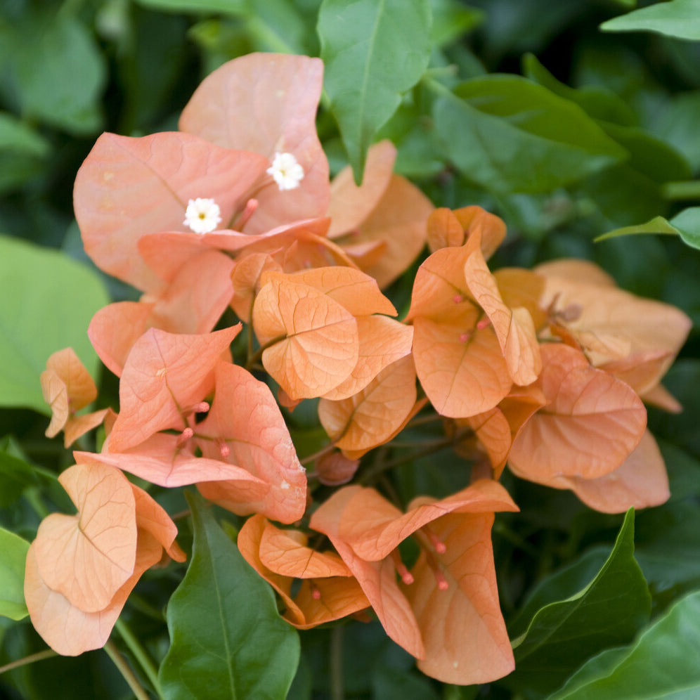 Bakker Bougainvillier Orange grimpante pot Ø 12cm 30cm soleil