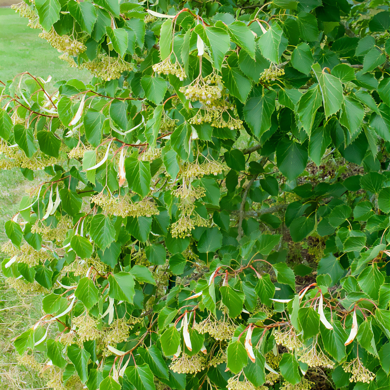 Bakker Tilleul de Henry arbre pot 2L floraison crème