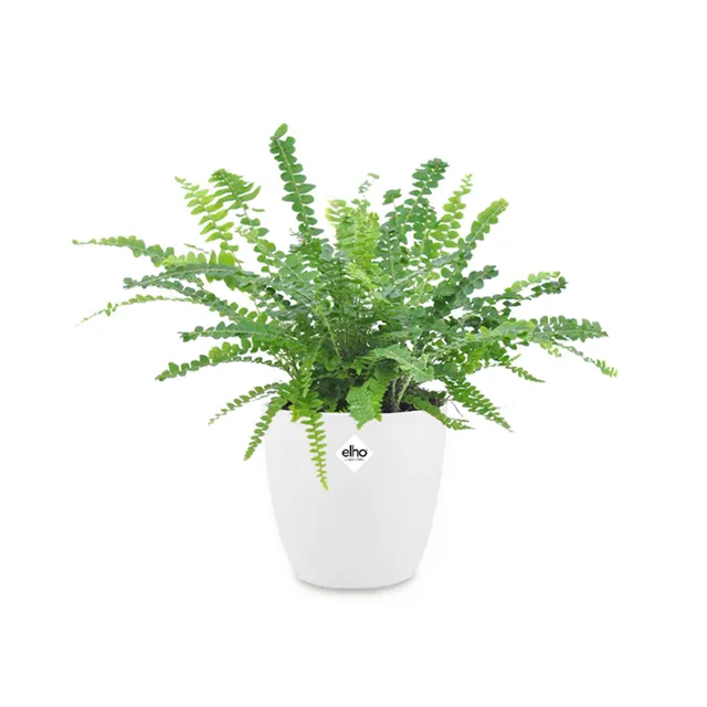 Bakker Fougère Duffi plante intérieure 2 pots 12cm cache-pot blanc