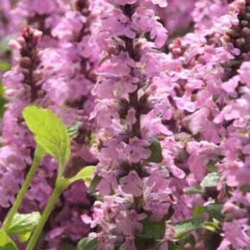 Bakker Ajuga Purple Torch bugle vivace pot 9cm fleur rose