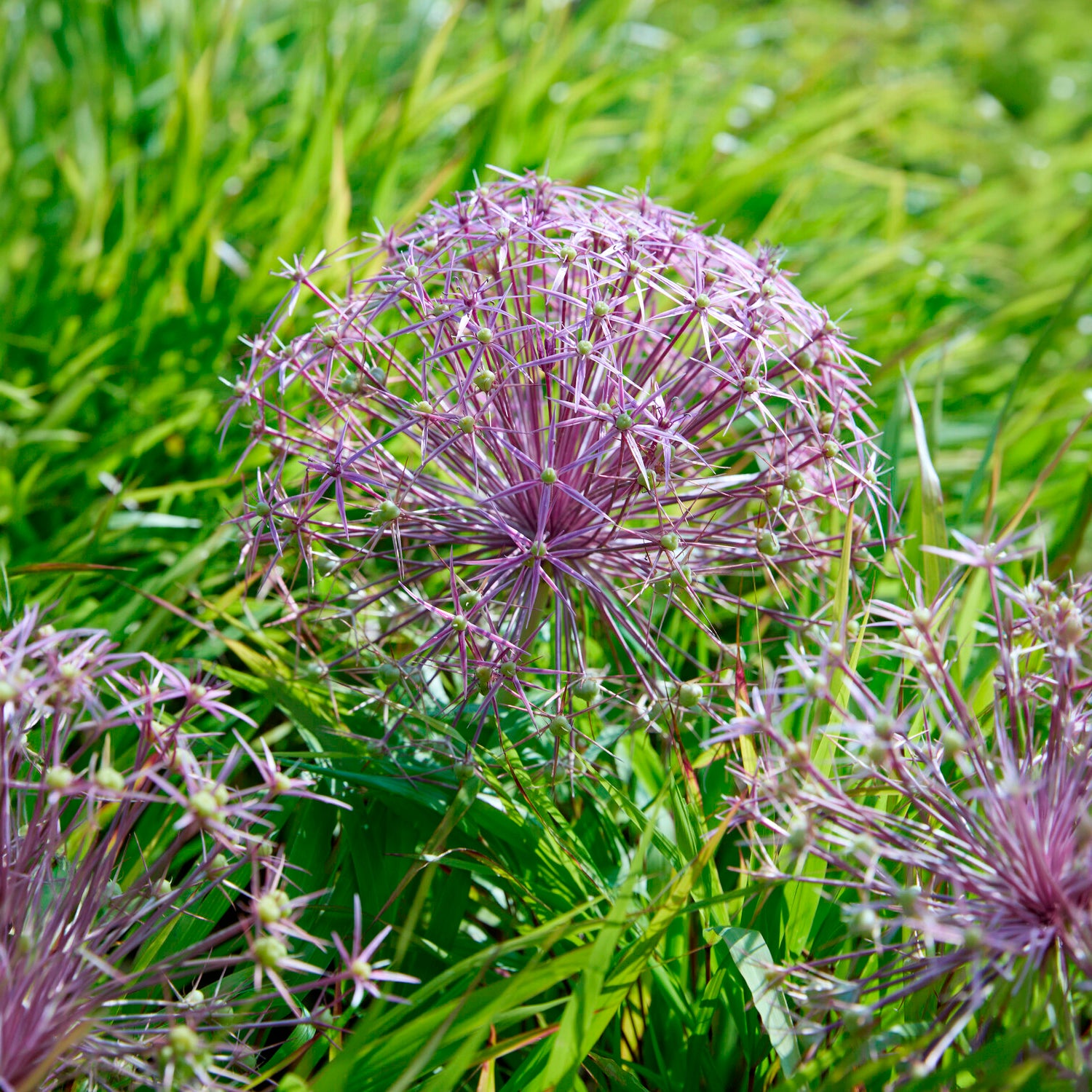 Bakker Bulbes à fleurs Allium Christophii bulbes 10 bulbes violet