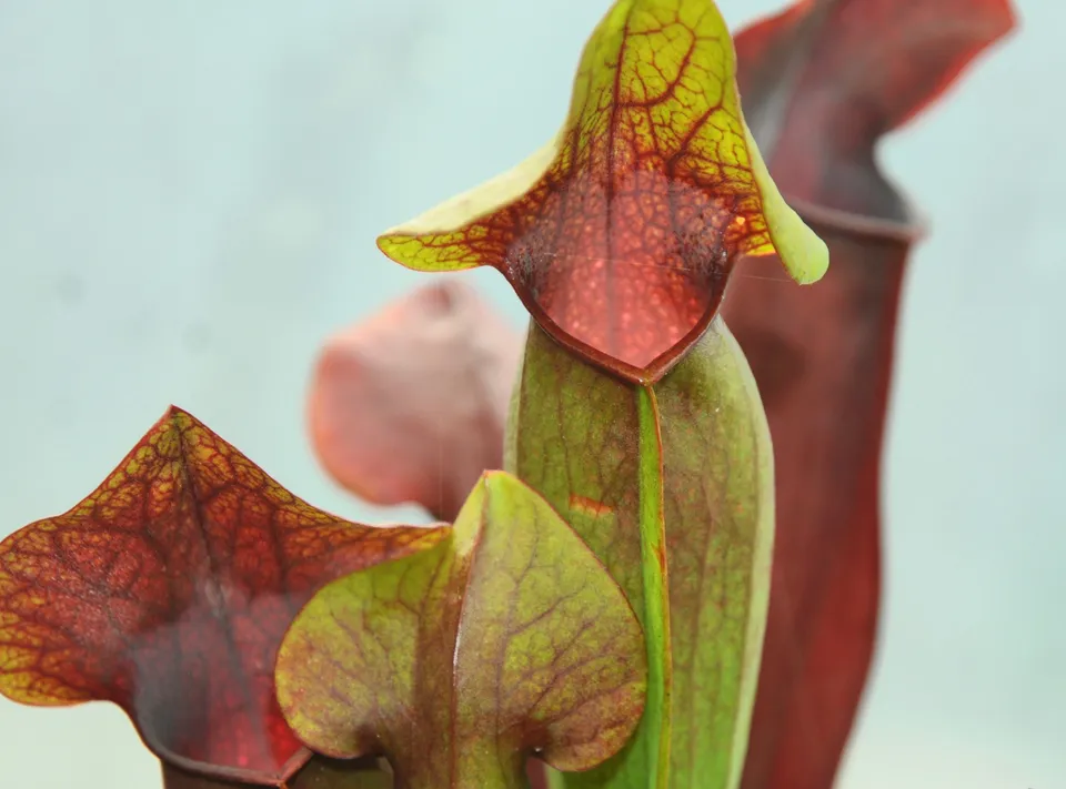 Carniflore Sarracenia alata x swaniana plante carnivore 1 point
