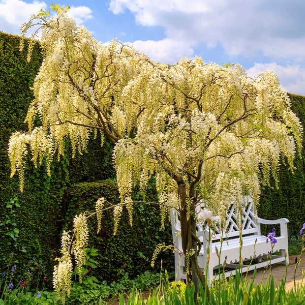 Bakker Glycine Blanche sur Tige Wisteria pot 2 L tige 50 cm