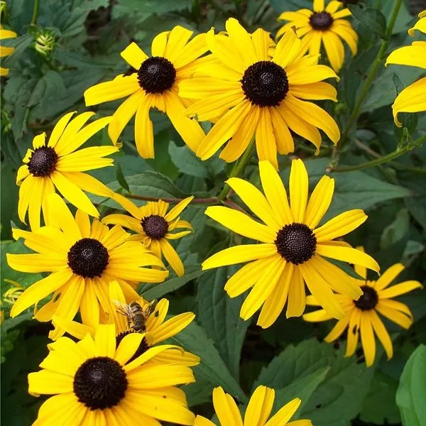Passion Vivaces Rudbeckia City Garden jaune or cœur noir compact