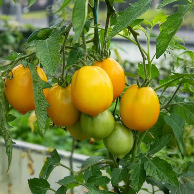 Bakker Lemon Tree tomate citron sachet 50 graines jaune
