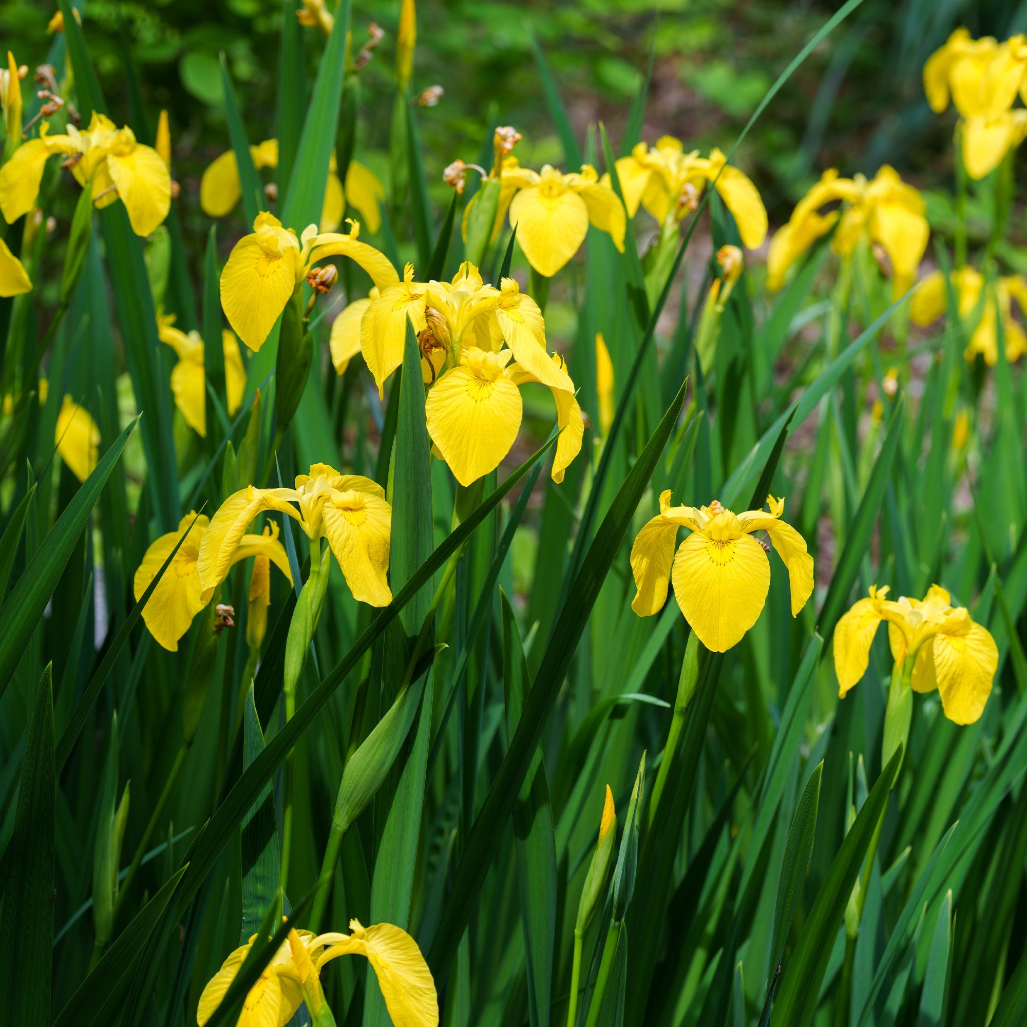 Bakker Iris des marais plante de bassin pot 9cm fleur jaune