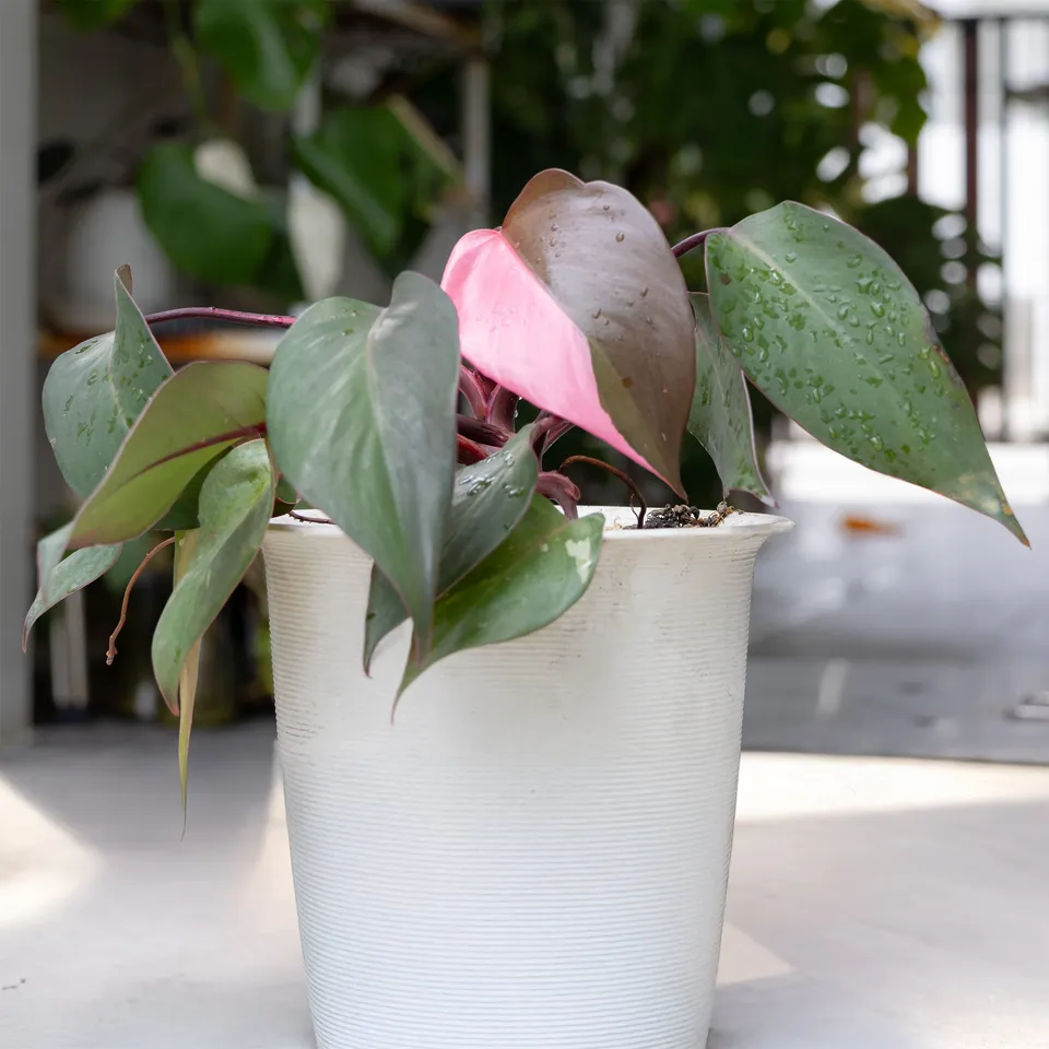 Bakker Philodendron Pink Princess plante verte pot Ø12cm rose